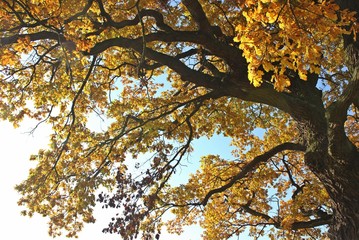 Die Gerichtseiche in Breuna in Herbstfärbung 
