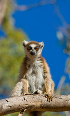 Ring-tailed lemur sitting on a tree. Madagascar. An excellent illustration.