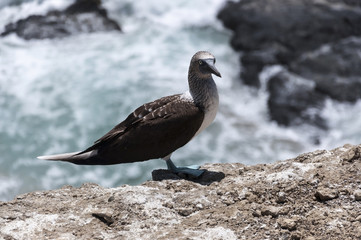 blue-footed booby