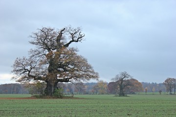 Uralte Huteeiche bei Beberbeck im Reinhardswald 
