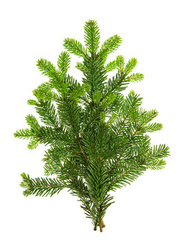 Branch of christmas tree isolated on white background. Pine spri