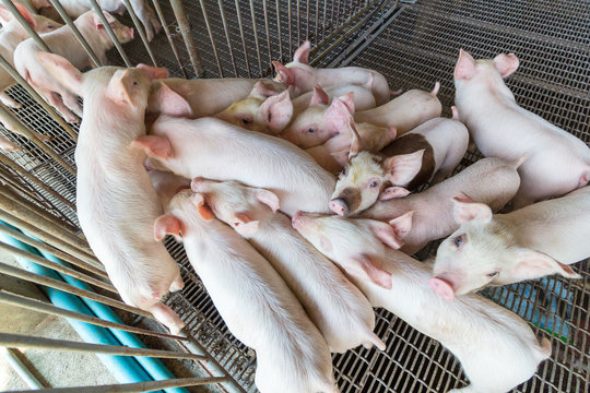 A Group Of Piglet In The Cage At The Pig Farm