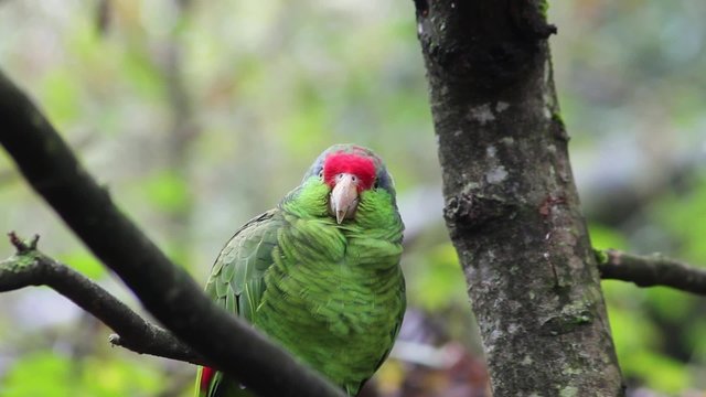 Red Crowned Amazon Parrot