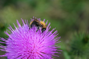 Bumblebee on a single flower , insect pollinates the flowers of the field, flower head
