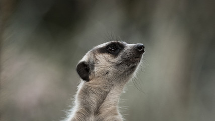 The meerkat