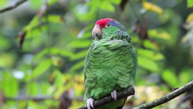 Red Crowned Amazon Parrot Close-up
