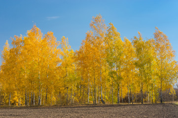 Autumnal landscape with a birch grove on an edge of agricultural field