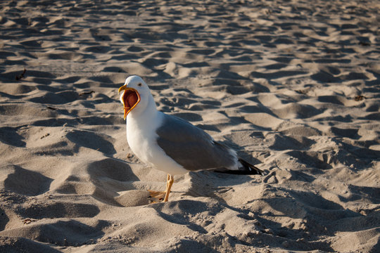 Screeming Seagull