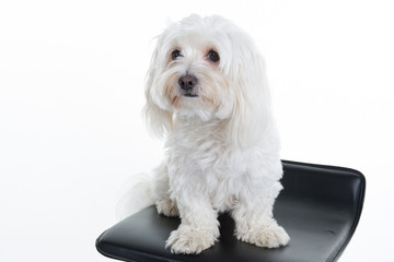 Maltese puppy, 12 months old, sitting in front of white background