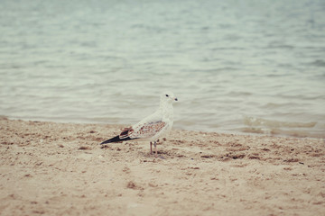 Fototapeta na wymiar One alone lonely seagull on beach sand on cool cold summer day near water sea, toned with instagram retro hipster filters, film effect