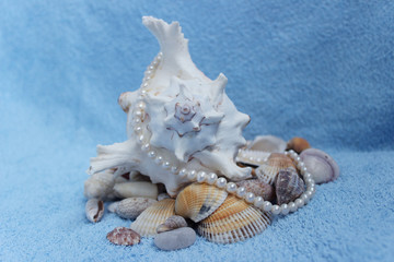 Obraz na płótnie Canvas Stones and shells from the Arabian Sea 