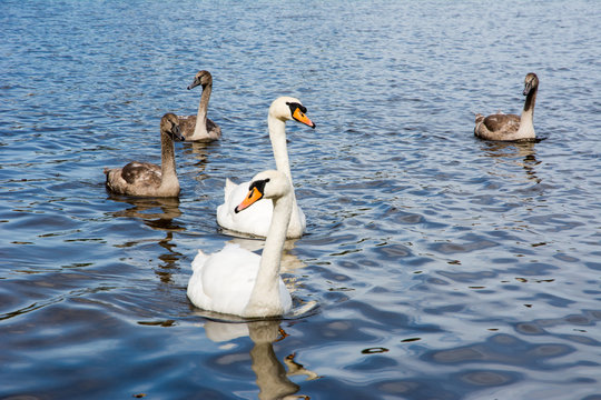 Swan family with babies