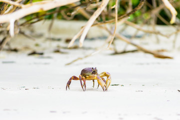 Hairy leg mountain crab