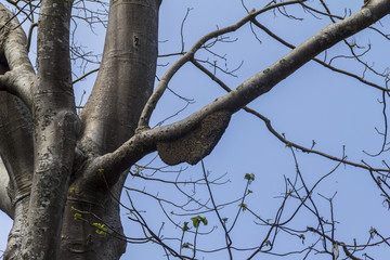 Wesp net in tree