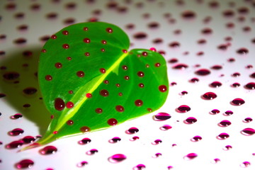 Leaf ivy with red droplet