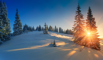 View of snow-covered conifer trees and snow flakes at sunrise. Merry Christmas's or New Year's...