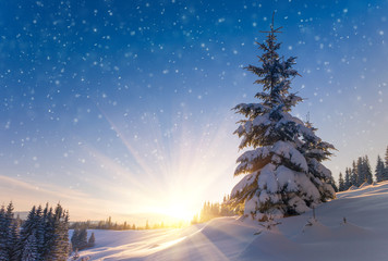 View of snow-covered conifer trees and snow flakes at sunrise. Merry Christmas's or New Year's background.