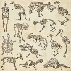 Obraz premium bones and skulls of different animals - freehands