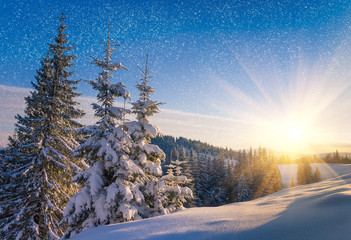 View of snow-covered conifer trees and snow flakes at sunrise. Merry Christmas's or New Year's...
