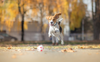 Beagle dog chasing ball and jumping in park