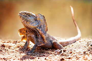 Naklejka premium Closeup Of Alert Frilled Neck Lizard