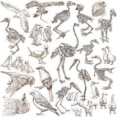 Naklejka premium bones, skulls and living birds - freehand drawings