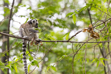 Cute baby lemur on a branch tree in a green jungle