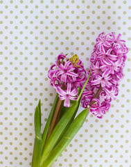 Violet Hyacinth flowers