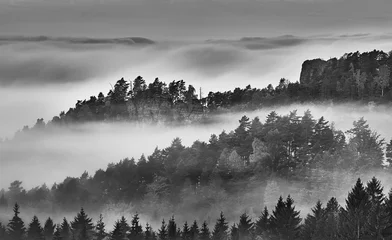 Papier Peint photo Lavable Forêt dans le brouillard Matin brumeux dans le paysage