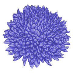 beautiful chrysanthemum isolated on white background.