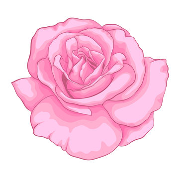 beautiful pink rose isolated on white background.