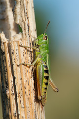 Grasshopper (Omocestus Viridulus)/Grasshopper on dry plant stem