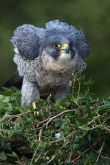 Peregrine Falcon (Falco Peregrinus)/Peregrine Falcon perched on ivy covered branch