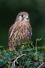 Kestrel (Falco Tinnunculus)/Kestrel perched on ivy covered branch