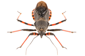 The assassin bug Rhynocoris annulatus isolated on white background, head-on view.