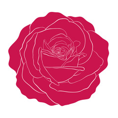 beautiful red rose isolated on white background.