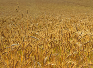 field of grain