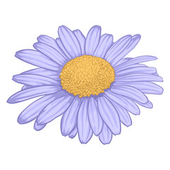 beautiful daisy flower isolated on white background.