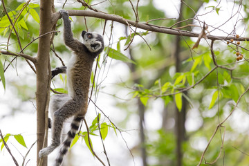Cute ring tailed lemur climbing a tree in a jungle in Madagascar