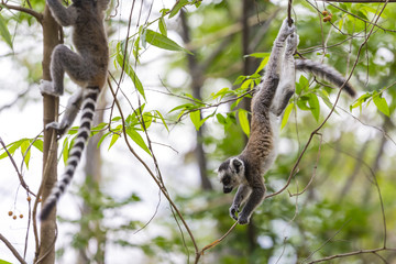 Ring tailed lemurs jumping and playing on trees in a green jungle in Madagascar