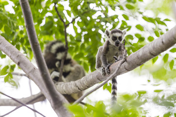 Baby lemur portrait on a tree branch in Madagascar