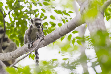 Baby lemur portrait on a tree branch in Madagascar