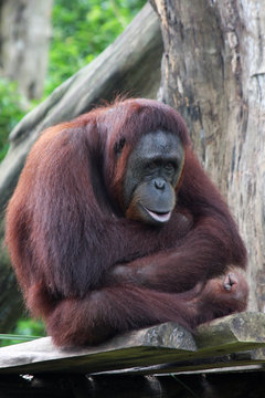 Young Male Orang Utan