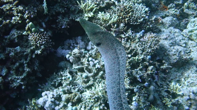 Slowmotion of Giant moray eel explores its territory. Handheld shot

