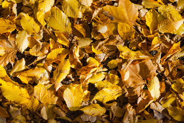Autumn leaves