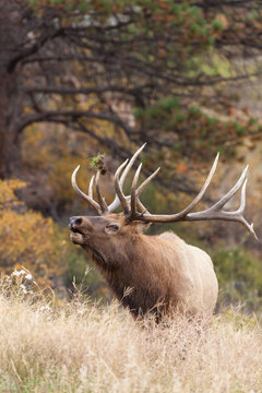Fototapeta Bull Elk Bugling