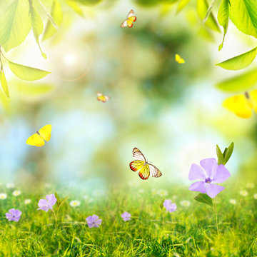 Spring or summer season abstract nature background with butterflies, green grass and leaves