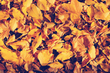 Obraz premium Autumn leaves