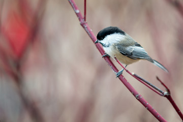 Chickadee on a Red Branch