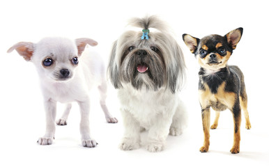 Cute pets isolated on white